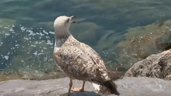 Jadran je ponovno učio letjeti! To je samo ptica? Ne, to je čudo prirode!