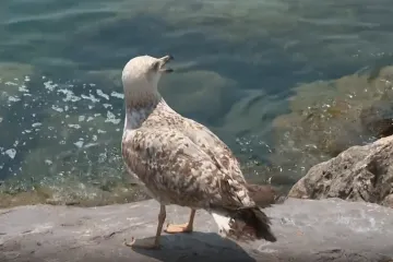 Jadran je ponovno učio letjeti! To je samo ptica? Ne, to je čudo prirode!