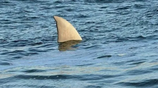 Kit, morski pas ili orka? Građani digli paniku, a kad ono...