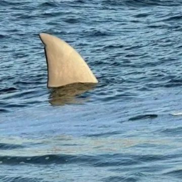 Kit, morski pas ili orka? Građani digli paniku, a kad ono...