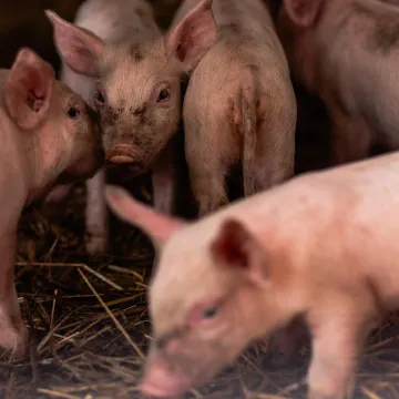 Novi slučaj afričke svinjske kuge u Hrvatskoj. Oglasilo se Ministarstvo poljoprivrede