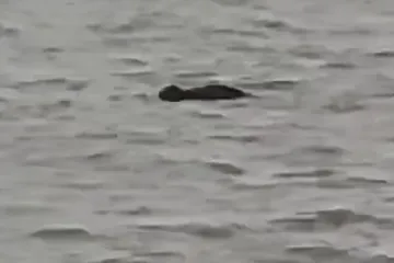 Dječak ušao u rijeku i više se nije pojavio, snimka otkrila što se dogodilo. I nije ovo prvi put...