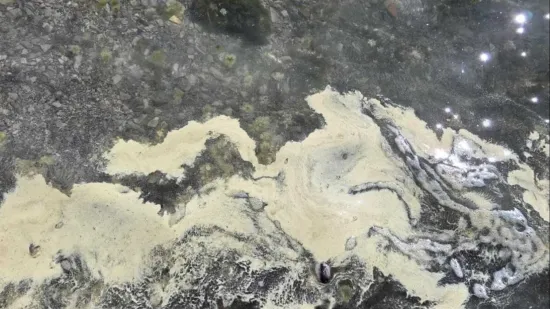 Čudno žuto more na Jadranu? Znanstvenici otkrili o čemu se radi: 'Važna priča za ispričati'