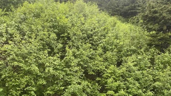 Samo 1 posto njih uspjelo je ovdje pronaći medvjeda: Ako ga vi vidite, imate oči sokolove