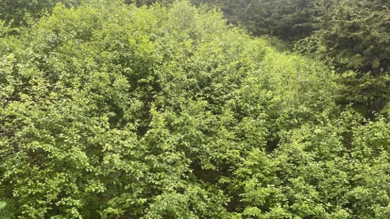 Samo 1 posto njih uspjelo je ovdje pronaći medvjeda: Ako ga vi vidite, imate oči sokolove