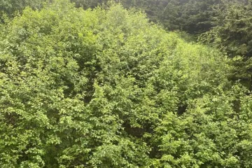 Samo 1 posto njih uspjelo je ovdje pronaći medvjeda: Ako ga vi vidite, imate oči sokolove