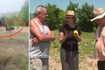 Krdo krava terorizira okolicu Drniša, uništavaju dvorišta, napale i ljude: 'Dokle više?!'
