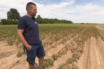 Slavonska polja na udaru pakla! Krumpir nestaje s polja pod žegom: 'Ovdje spasa više nema'