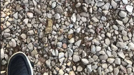 Na ovoj fotografiji nalazi se zmija, mnogi je nisu mogli pronaći: Ako vi uspijete, imate oštro oko