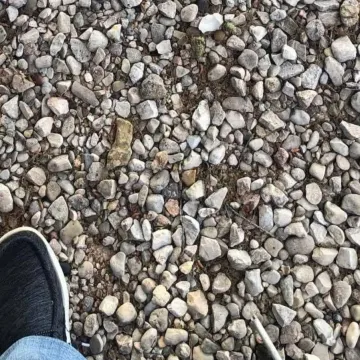 Na ovoj fotografiji nalazi se zmija, mnogi je nisu mogli pronaći: Ako vi uspijete, imate oštro oko