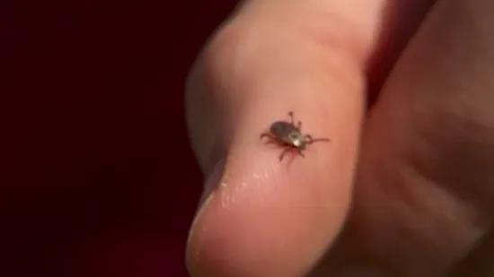 U Hrvatima dragoj destinaciji širi se rijetki virus. Vlasti digle uzbunu nakon smrti muškarca, 25 ljudi u karanteni