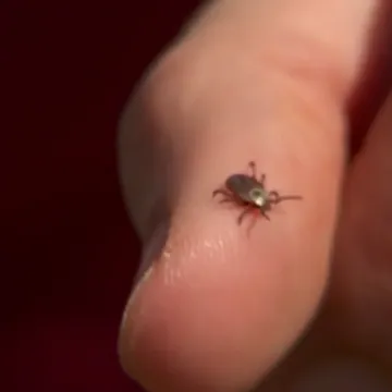 U Hrvatima dragoj destinaciji širi se rijetki virus. Vlasti digle uzbunu nakon smrti muškarca, 25 ljudi u karanteni
