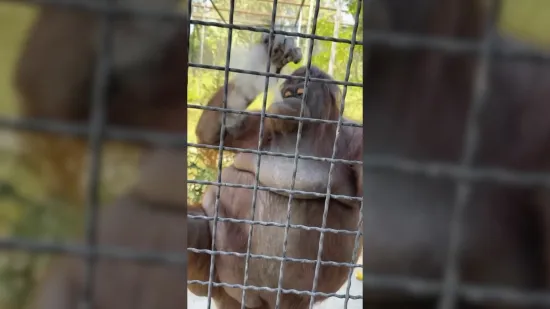 Snimka zgrozila svijet: MMA borkinja orangutanu dala električnu cigaretu, sad se pokušava opravdati!
