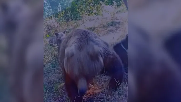 Medvjedica rastrgala Talijana dok ju je fotografirao: Šire se uznemirujuće posljednje snimke
