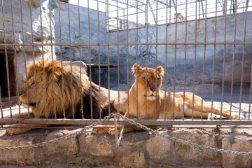 Stravičan napad u zoološkom vrtu: Lav ugrizao ženu za ruku tijekom hranjenja