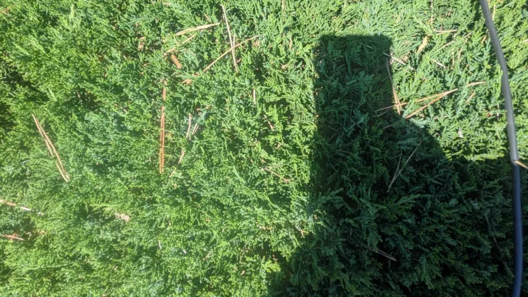 Ovdje se skriva zmija: Mnogi je nisu mogli pronaći, ako vi uspijete, imate oko za detalje