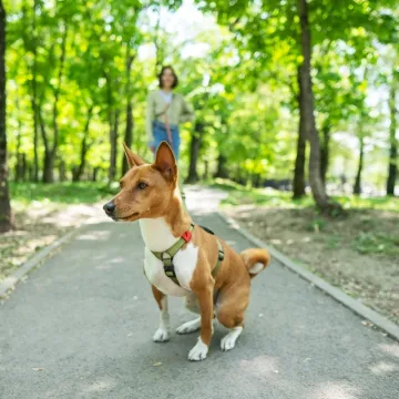 Ovi psi ne laju i gotovo nemaju miris, a rijetko se i linjaju: Ljudi ih obožavaju