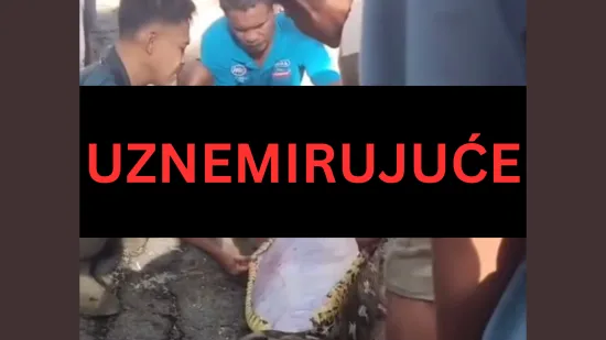 Zvijer od 8,5 metara progutala farmera: Objavljena uznemirujuća snimka na kojoj tijelo vade iz utrobe