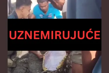Zvijer od 8,5 metara progutala farmera: Objavljena uznemirujuća snimka na kojoj tijelo vade iz utrobe