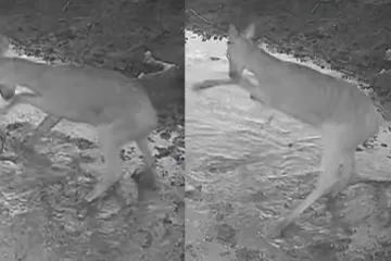 Prizor iz Gorskog kotara koji morate vidjeti: Pogledajte kako izgleda kad lane naiđe na lokvu