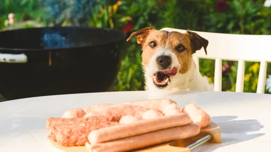 Veterinari upozoravaju: Prestanite psima davati ovu hranu iako je obožavaju