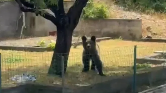 Nakon smokvi, medo se vratio po još: Sad su na redu bademi i lišće