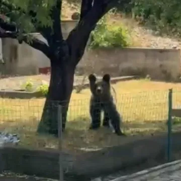 Nakon smokvi, medo se vratio po još: Sad su na redu bademi i lišće