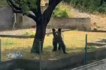 Nakon smokvi, medo se vratio po još: Sad su na redu bademi i lišće