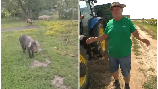 Jozo u očaju: 'Ako nam pobiju svinje, ubit će nam sve, ubit će nam dušu'