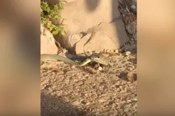 Borba za život na dubrovačkoj plaži: Zmija gutala guštera pred šokiranim turistim