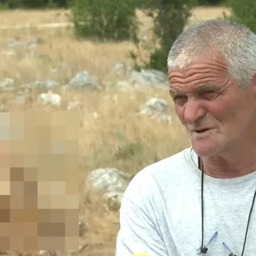 Masovni pomor stoke kod Vrlike: Krave ugibaju svaki dan, a nitko ne zna zašto