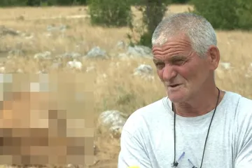 Masovni pomor stoke kod Vrlike: Krave ugibaju svaki dan, a nitko ne zna zašto