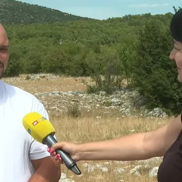 Misteriozni pomor krava kod Vrlike: 'Trzne nogom i izdahne u tri minute'