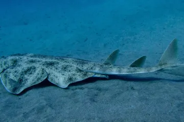 Možda nam nisu omiljena vrsta, ali oni su ključni čuvari Jadrana. Kako ih spasiti?