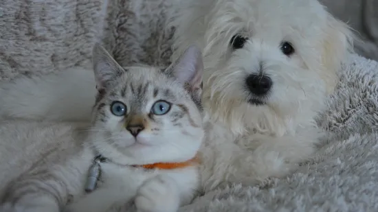Veterinar upozorava: Ljubimce ne biste trebali ostavljati same, vrebaju ih neočekivane opasnosti