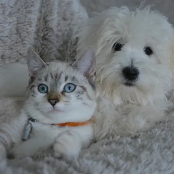 Veterinar upozorava: Ljubimce ne biste trebali ostavljati same, vrebaju ih neočekivane opasnosti