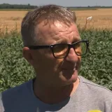 Istok Hrvatske u očaju, jeleni im pojeli kukuruz i šećernu repu: 'Svaki dan se borimo!'