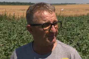 Istok Hrvatske u očaju, jeleni im pojeli kukuruz i šećernu repu: 'Svaki dan se borimo!'
