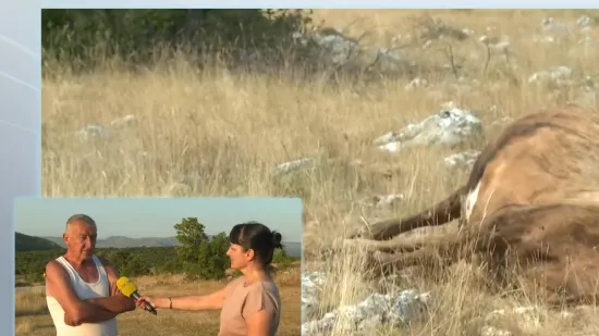 Uginulo još pet krava u Zagori, šokirani stočari sumnjaju u uzrok: 'Žalosno i jadno'