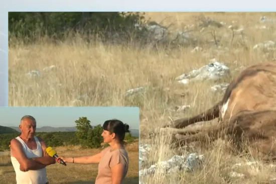 Uginulo još pet krava u Zagori, šokirani stočari sumnjaju u uzrok: 'Žalosno i jadno'