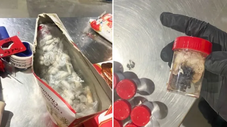 U kutijama za čokoladne torte našli 1500 tarantula: Carinici su se sablaznili