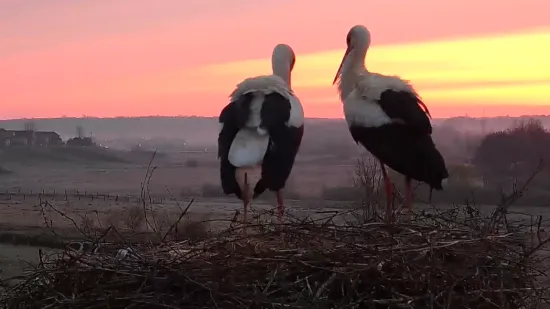 Najezda roda donijela veliki novac, pogledajte kako se živi u Jakuševcu