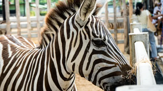 Kaos u beogradskom zoološkom: Zebra pobjegla iz kaveza pa ozlijedila dijete i još jednu osobu