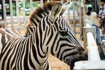 Kaos u beogradskom zoološkom: Zebra pobjegla iz kaveza pa ozlijedila dijete i još jednu osobu