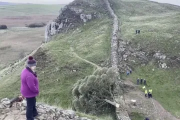Srušili poznato stablo i sad idu u zatvor. Pogledajte koliku su kaznu dobil