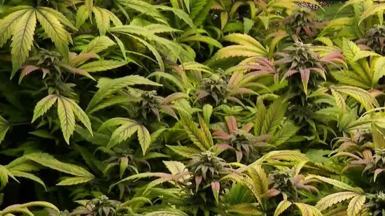 Slovenija na korak do legalizacije marihuane: Provjerili smo hoće li i Hrvatska stopama susjeda
