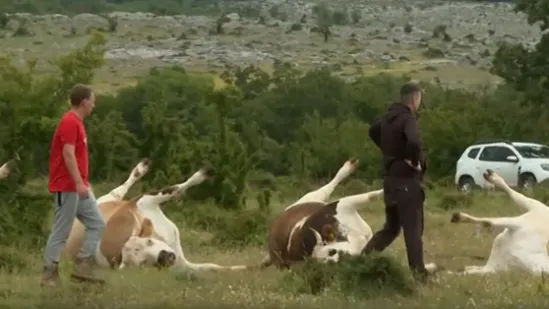 Nakon pomora na Svilaji, analiziraju se uzorci: Stočari na rubu snaga! Je li ova bakterija krivac?