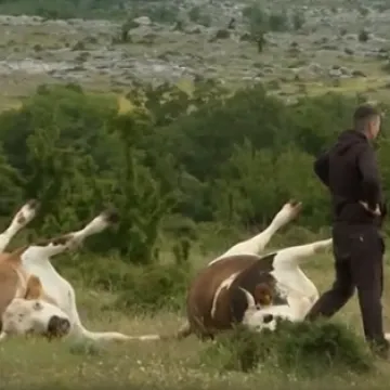 Nakon pomora na Svilaji, analiziraju se uzorci: Stočari na rubu snaga! Je li ova bakterija krivac?