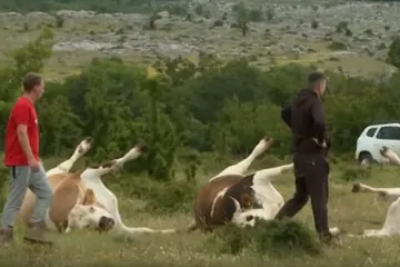 Nakon pomora na Svilaji, analiziraju se uzorci: Stočari na rubu snaga! Je li ova bakterija krivac?