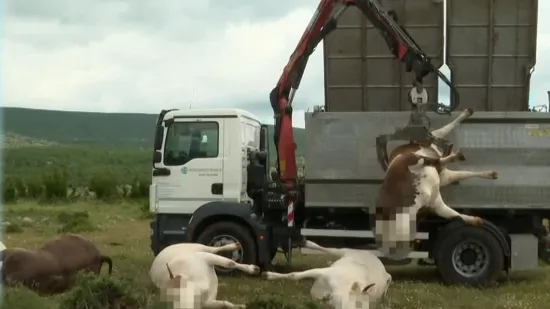 Ovo je bakterija s kojom su se stočari borili prije nekoliko godina: Je li ona uzrok pomora?